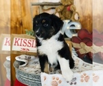 Small Photo #1 Miniature Australian Shepherd Puppy For Sale in ANTHONY, FL, USA
