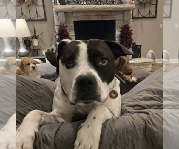 Medium Photo #2 American Bulldog-Unknown Mix Puppy For Sale in Germantown, OH, USA
