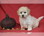 Polly - Female Bichpoo Puppy for Sale - Photo #3