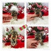 Small Photo #11 Yorkshire Terrier Puppy For Sale in ADAMSVILLE, TN, USA