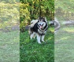 Small Photo #1 Alaskan Malamute Puppy For Sale in CRIVITZ, WI, USA