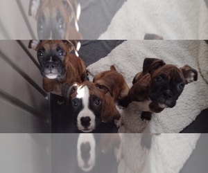 Boxer Puppy for sale in FRANKLIN, PA, USA