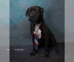 Small #1 Labrador Retriever Mix