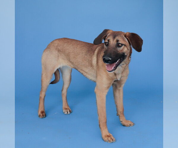 Medium Photo #2 Mutt Puppy For Sale in Pasadena, CA, USA