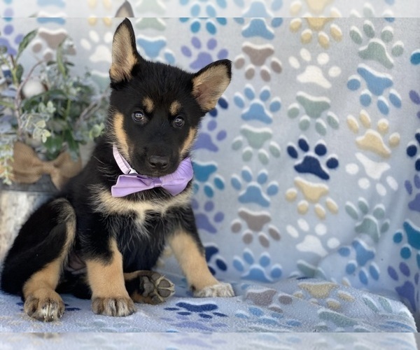 Medium Photo #1 German Shepherd Dog-Siberian Husky Mix Puppy For Sale in LANCASTER, PA, USA