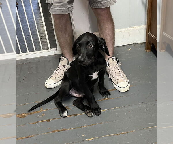 Medium Photo #3 Labrador Retriever-Unknown Mix Puppy For Sale in Mooresville, NC, USA
