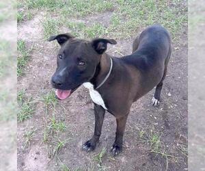 American Staffordshire Terrier-Unknown Mix Dogs for adoption in Conroe, TX, USA