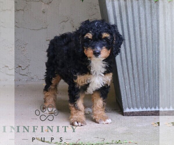 Medium Photo #4 Bernedoodle (Miniature) Puppy For Sale in NARVON, PA, USA