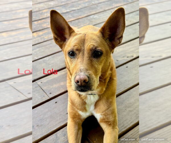 Medium Photo #7 Mutt Puppy For Sale in White Bluff, TN, USA