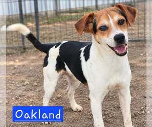 Rat Terrier-Unknown Mix Dogs for adoption in Minneapolis, MN, USA