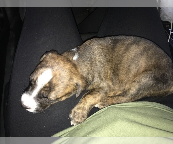 Medium Photo #1 American Pit Bull Terrier-Bullboxer Pit Mix Puppy For Sale in LEESBURG, FL, USA
