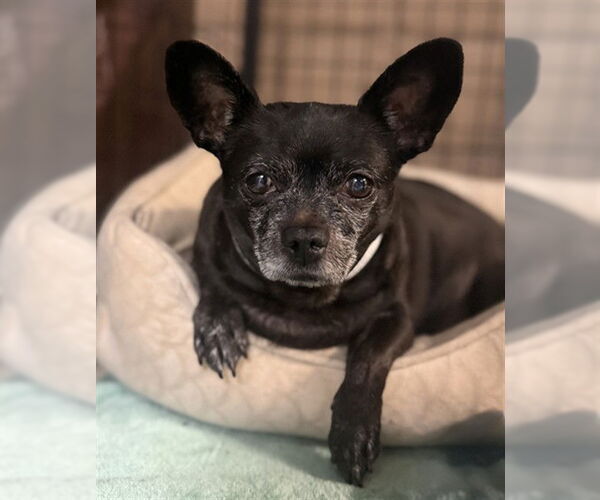 Medium Photo #1 Chihuahua Puppy For Sale in Riverside, CA, USA