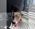 Small American Pit Bull Terrier