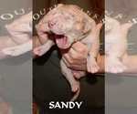 Small Photo #115 Great Dane Puppy For Sale in SPRAGGS, PA, USA