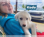 Small #3 Great Pyrenees