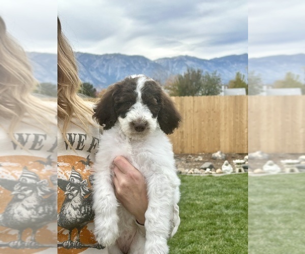 Medium Photo #16 Poodle (Standard) Puppy For Sale in GARDNERVILLE, NV, USA