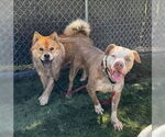 Small #3 Chow Chow Mix