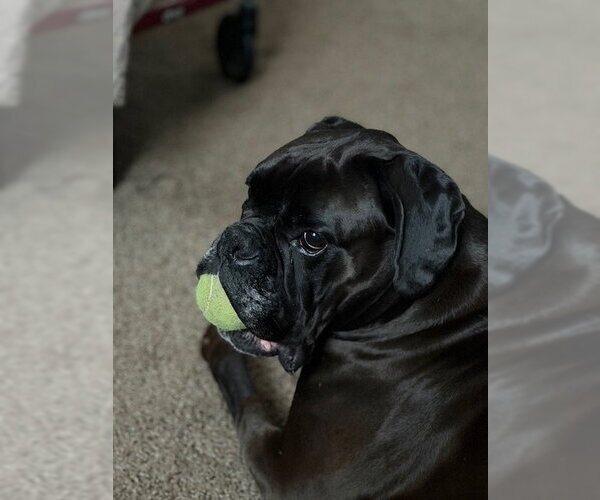 Medium Photo #2 Boxer Puppy For Sale in Austin, TX, USA