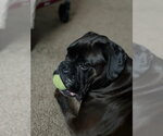 Small #1 Boxer