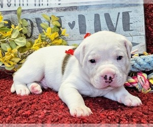 Medium Alapaha Blue Blood Bulldog