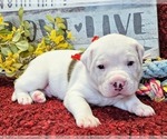 Puppy Red Collar Alapaha Blue Blood Bulldog