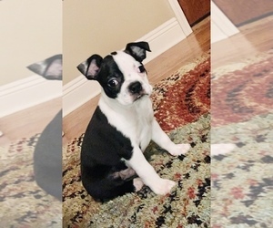 Boston Terrier Puppy for sale in LAUREL, MS, USA