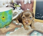 Small #6 Morkie