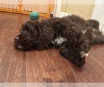 Small #9 Cockapoo