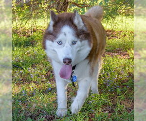 Siberian Husky Dogs for adoption in Omaha, NE, USA