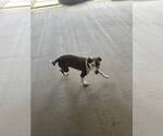 Small #1 Labrador Retriever Mix