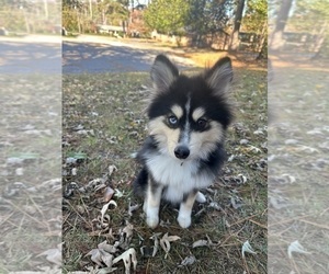 Pomsky Puppy for Sale in FAYETTEVILLE, North Carolina USA