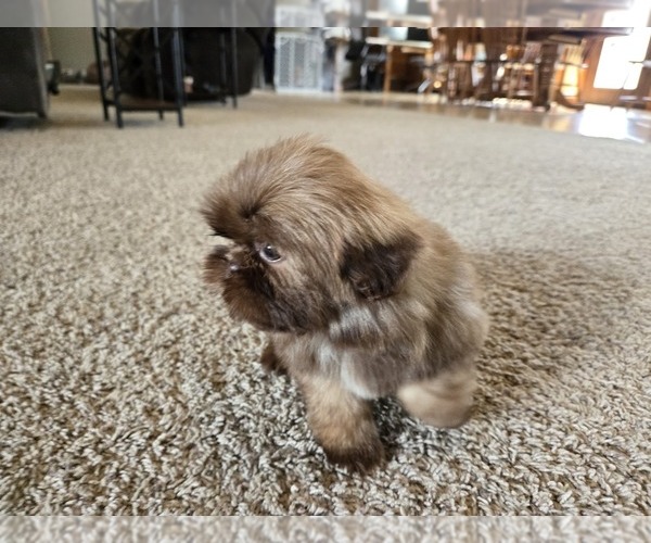 Medium Photo #4 Shih Tzu Puppy For Sale in CARLYLE, IL, USA
