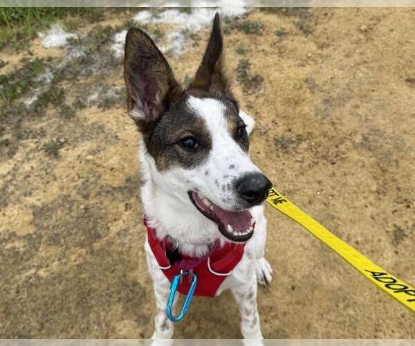 Medium Photo #2 Mutt Puppy For Sale in Martinez, CA, USA