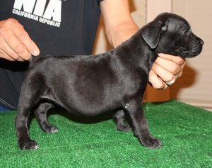 Medium Cane Corso