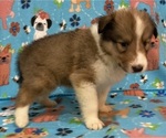 Puppy Puppy 2 Collie