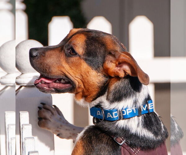 Medium Photo #3 Mutt Puppy For Sale in San Jose, CA, USA