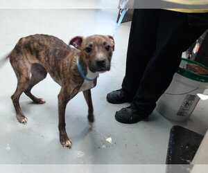 Mutt Dogs for adoption in Fayetteville, NC, USA