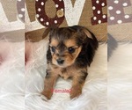 Small Photo #5 Yorkshire Terrier Puppy For Sale in HAMPTON, VA, USA