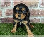 Small #1 Cavalier King Charles Spaniel