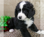 Small Photo #3 Miniature Bernedoodle Puppy For Sale in ROY, UT, USA