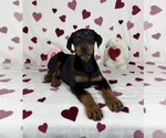 Small Doberman Pinscher