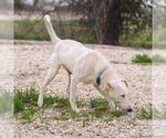 Small #1 Bull Terrier Mix