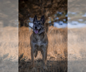 Father of the Belgian Malinois puppies born on 07/14/2022