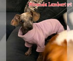 Small #11 Dachshund