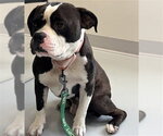 Small #1 Bulldog Mix