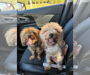 Mutt Dogs for adoption in Sanford, FL, USA