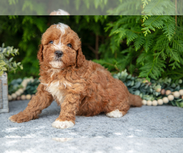 Medium Photo #1 Cavapoo Puppy For Sale in KIRKWOOD, PA, USA