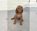 Small Photo #21 Vizsla Puppy For Sale in BAKERSFIELD, CA, USA