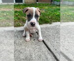 Small Mutt