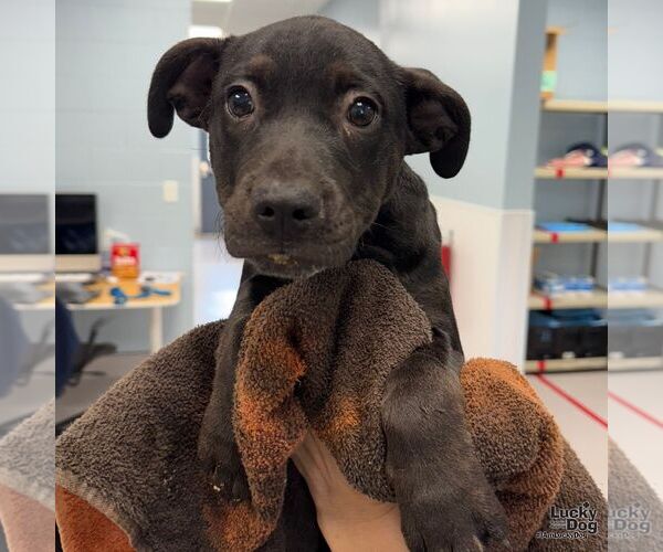 Medium Photo #3 Labrador Retriever-Retriever  Mix Puppy For Sale in Washington, DC, USA